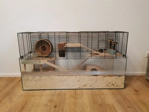 Wüstenrennmäuse 3 Weibchen mit allem was man braucht