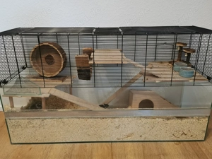 Wüstenrennmäuse 3 Weibchen mit allem was man braucht Bild 2