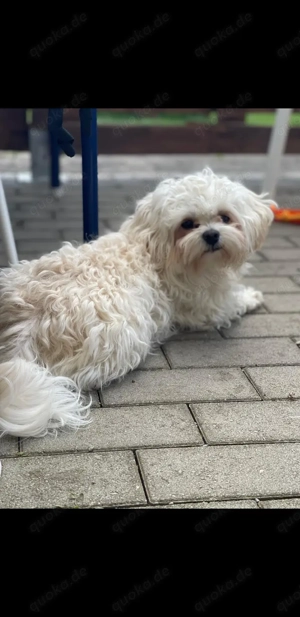 Deckrüde Bolonka Zwetna