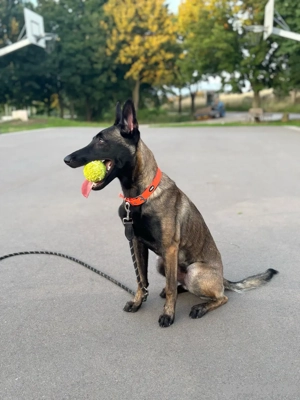 Belgischer Schäferhund  Malinois Bild 4