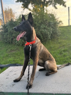 Belgischer Schäferhund  Malinois Bild 3