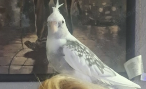 Suche Weißkopf Nymphensittich 