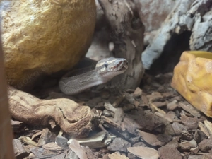 Königspython NZ 2021 1.0 inkl. Terrarium 120x60x60 und viel Zubehör