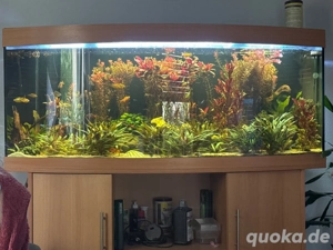 juwel 450l  Bild 4