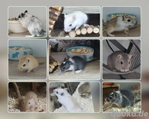 Süße Rennmaus-Babys