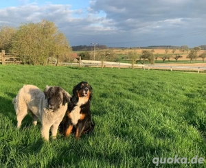 Tolle Germanische Bärenhündin zu verkaufen 