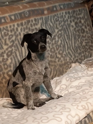 Die kleine Oreo sucht ihre Familie