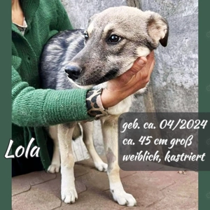 Junghündin Lola braucht dringend Ruhe & Sicherheit