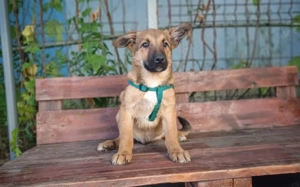 Wer gibt Zalan ein liebevolles Zuhause ?			