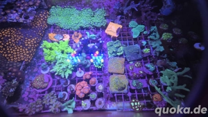 Meerwasser Aquarium Korallen Ableger lps sps 