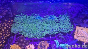 Meerwasser Aquarium Korallen lps Goniopora 