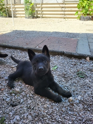 Schäferhund- Malinois Mix Welpen 