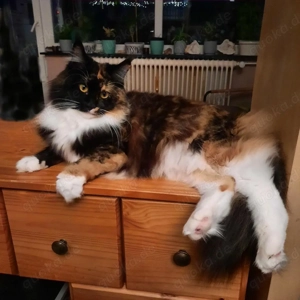 bezaubernde reinrassige dreifarbige Maine Coon Dame mit Stammbaum