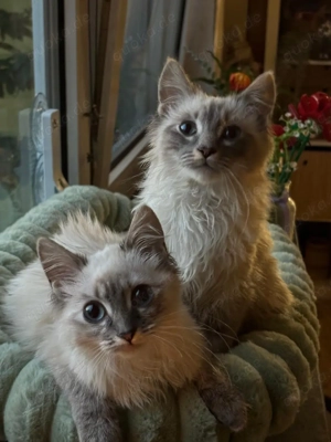 Wunderschöne Heilige Birma Mix Kätzchen suchen ihre Familien - noch 2 Babies frei 