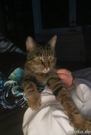 Findus sucht ein neues Zuhause