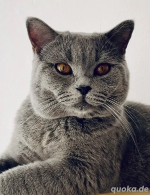 BKH Deckkater mit Stammbaum