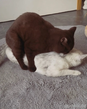 reinrassiger BKH Deckkater in Chocolate Bild 3