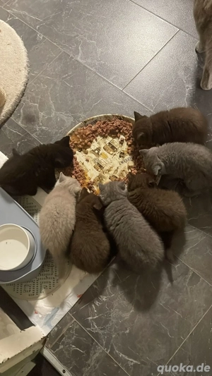 reinrassiger BKH Deckkater in Chocolate Bild 10