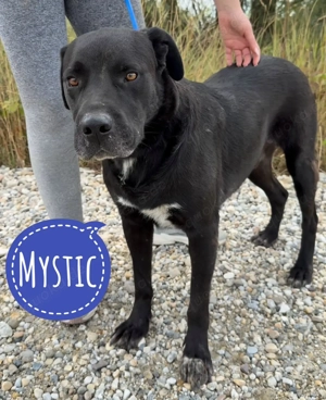 Mystic, erwachsener und super lieber Labrador Mix Rüde