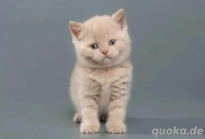 Kätzchen bkh, blh Blau, Lilac  Bild 4