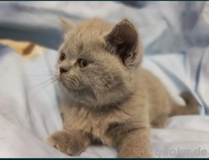 Kätzchen bkh, blh Blau, Lilac  Bild 6