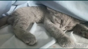 Kätzchen bkh, blh Blau, Lilac  Bild 5