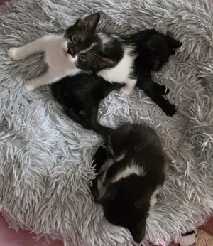 Babykatzen abzugeben 