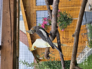 Junge Nymphensittiche von 2025 abzugeben 