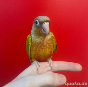 glücklicher Papagei