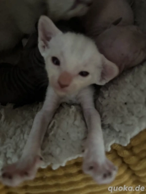 Cornish Rex Kitten 