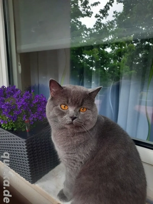 Ich habe meinen Kater verloren 