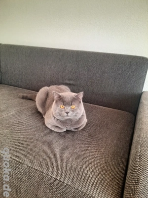 Ich habe meinen Kater verloren  Bild 4