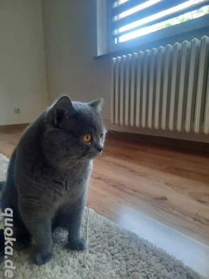 Ich habe meinen Kater verloren  Bild 2