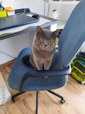 Ich habe meinen Kater verloren  Bild 3