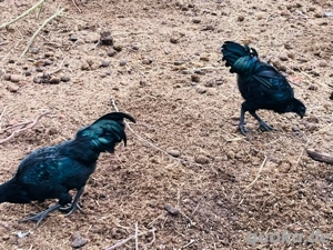 2 Junghähne suchen neues Zuhause 