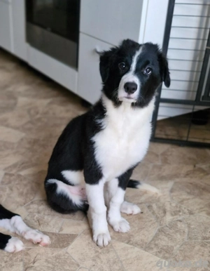 Aussie Border Welpen Hündinnen 