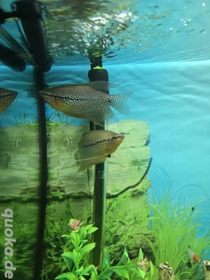 Mosaikfadenfische abzugeben