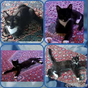 Maine Coon Mix Kater abzugeben