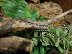 Jungferngecko   Lepidodactylus lugubris