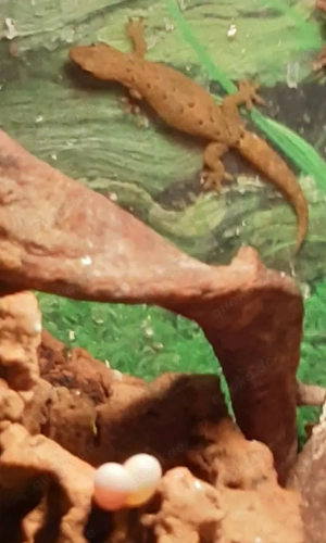 Jungferngecko   Lepidodactylus lugubris Bild 3