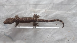 Jungferngecko   Lepidodactylus lugubris Bild 5