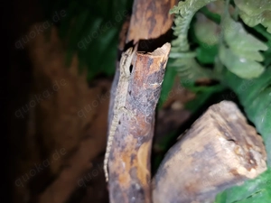 Jungferngecko   Lepidodactylus lugubris Bild 6