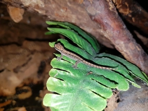 Jungferngecko   Lepidodactylus lugubris Bild 2