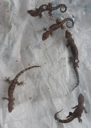 Jungferngecko   Lepidodactylus lugubris Bild 4