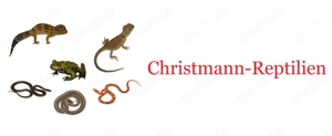 Jungferngecko   Lepidodactylus lugubris Bild 7