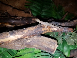 Jungferngecko   Lepidodactylus lugubris Bild 10
