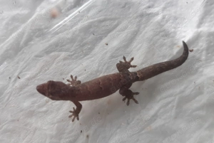 Jungferngecko   Lepidodactylus lugubris Bild 9