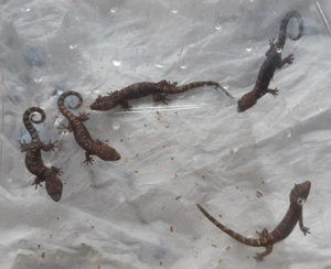 Jungferngecko   Lepidodactylus lugubris Bild 8