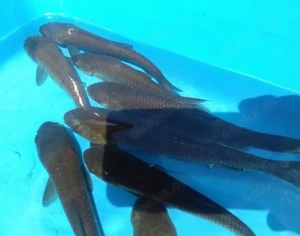 GRASKARPFEN 12-15 cm 10 Stück nur 45,- Teich verkrautet? Die einfache Lösung 