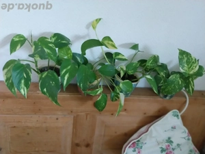 Zimmer Oflanzen im Blumen Topf 